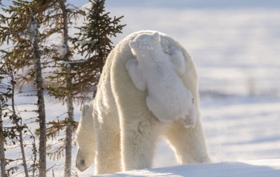 7 фактов об Арктике, о которых вы, скорее всего, не знали